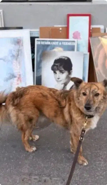 chien lost    Paris Peter