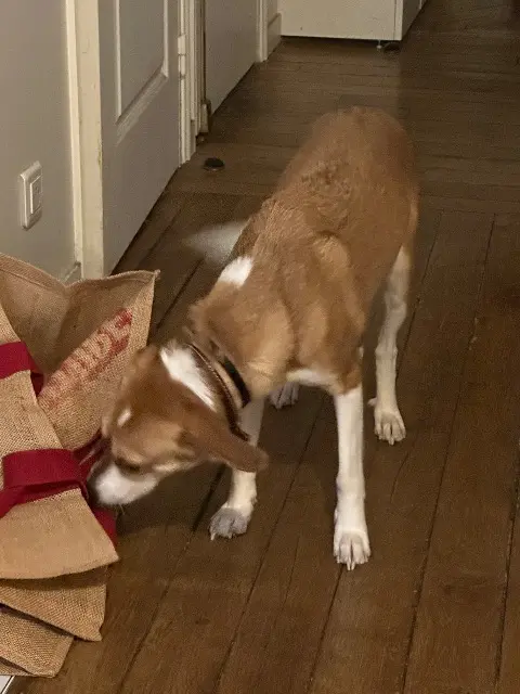 chienne lost    Paris Tokyo