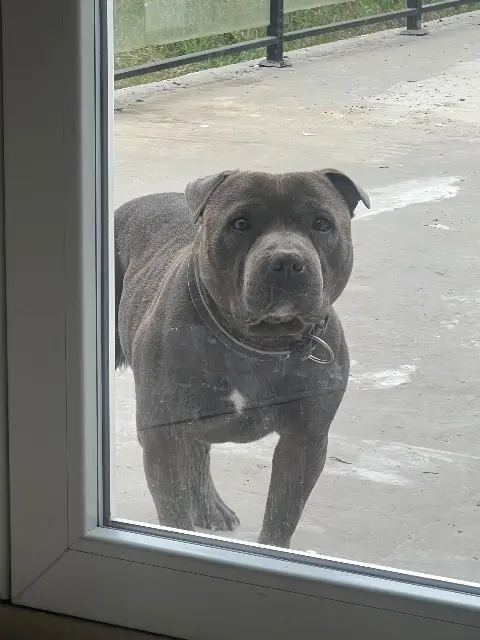 dog lost   77540 Le Plessis-Feu-Aussoux Toto