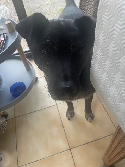chien lost   81500 Veilhes Blacky