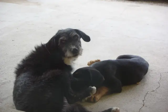 chienne lost   81440 Saint-Julien-du-Puy Maya