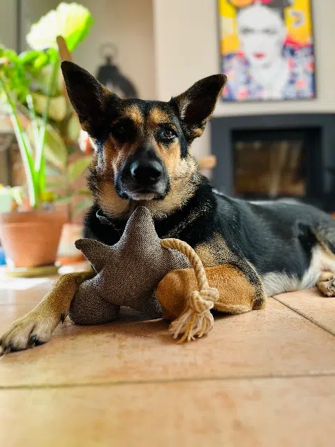 chienne lost   81300 Graulhet Rosie