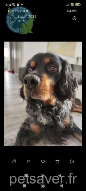 cane lost   83390 Pierrefeu-du-Var Lewis