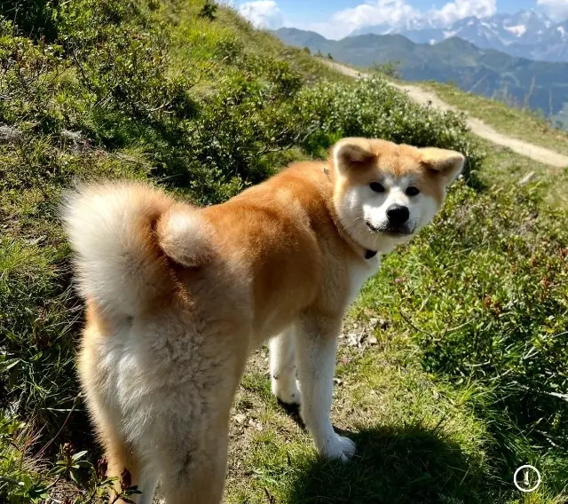 chien lost   83440 Montauroux Roscoe
