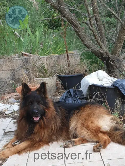chien lost 83660 Carnoules Theo