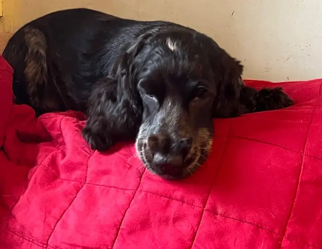chienne lost   87600 Vayres Daisy