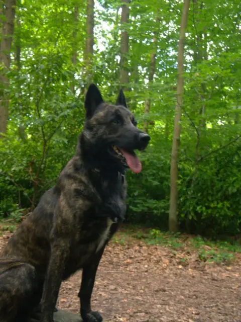 chien lost   91400 Orsay Tia'i