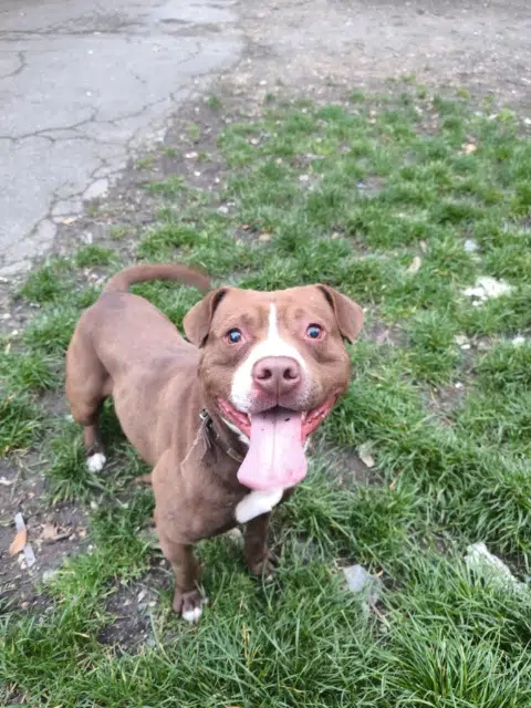 chien lost   93100 Montreuil Cuku