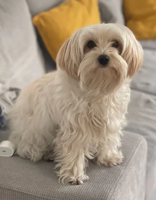 chienne reunited    Nice Uka