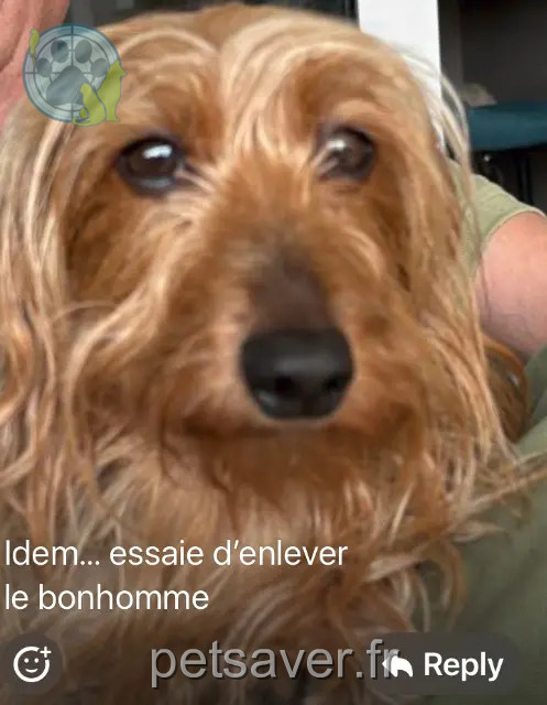 chien reunited   06500 Menton Ramses