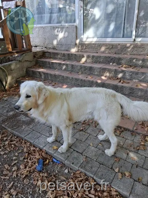 chien reunited   13390 Auriol Lenn