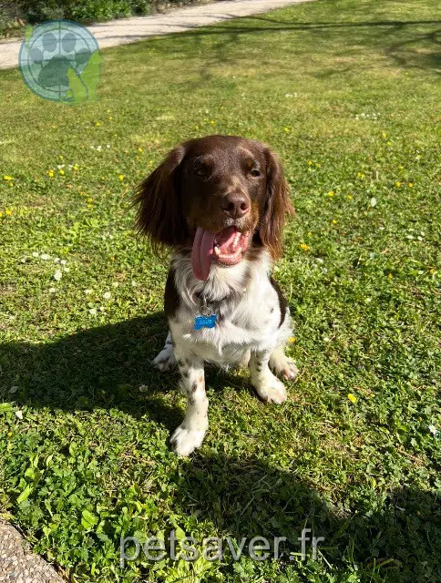 chien reunited   21490 Clénay Louie