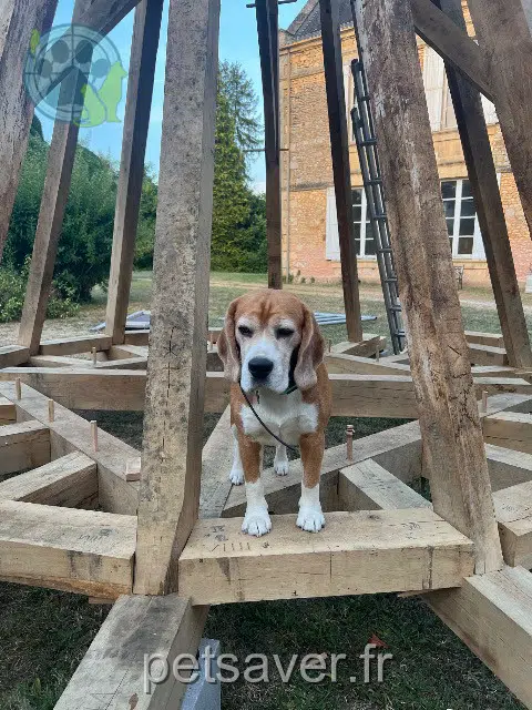 cane reunited 24580 Rouffignac-Saint-Cernin-de-Reilhac Mycroft