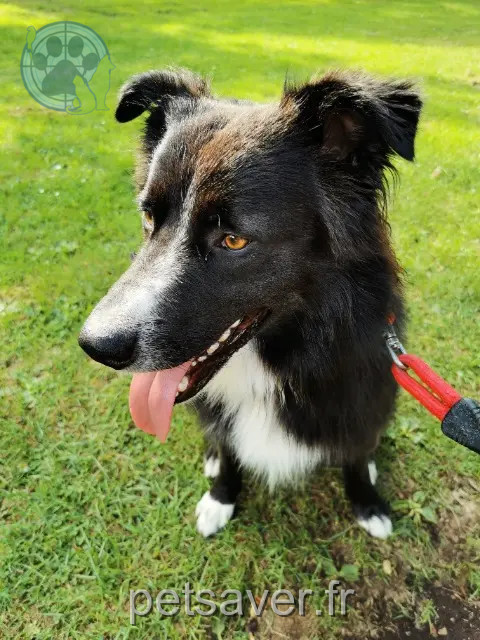 chien reunited 24600 Siorac-de-Ribérac Ollie
