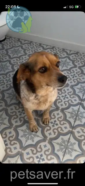 chienne reunited 31410 Lavernose-Lacasse Gaia