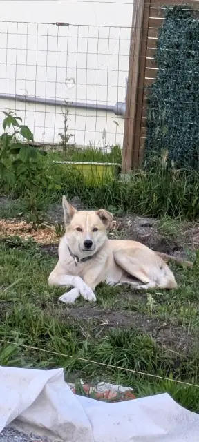 chien reunited   40110 Morcenx-la-Nouvelle Hercule