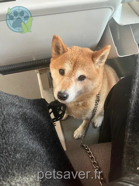 perra reunited 45630 Beaulieu-sur-Loire Canine