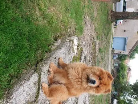 chien reunited   47600 Francescas Bailey