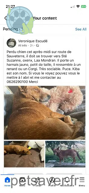 chien reunited   64300 Orthez Kiba