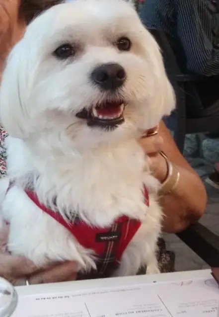 chien reunited   66110 Amélie-les-Bains-Palalda Ugo