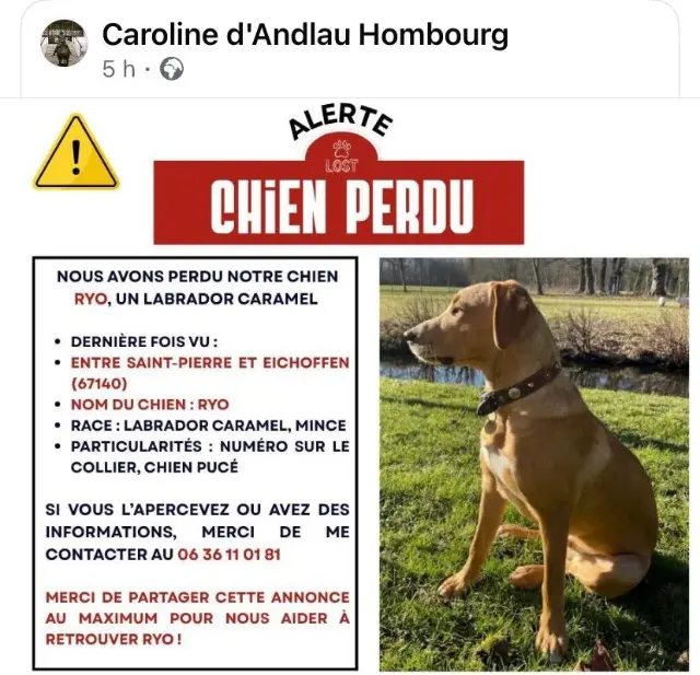 chien reunited   67140 Saint-Pierre Ryo