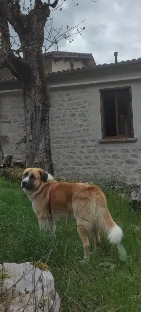 chien reunited   69560 Saint-Romain-en-Gal Gueka