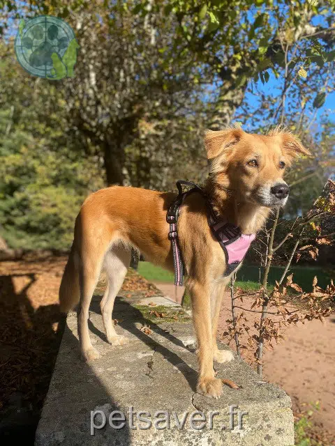 Hündin reunited   69480 Anse Roxy