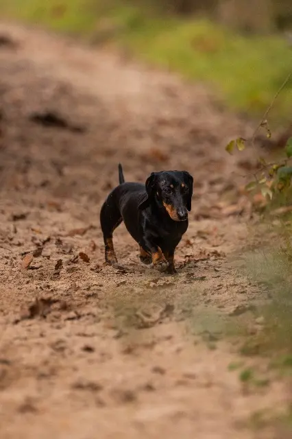 chienne reunited    Paris Thao