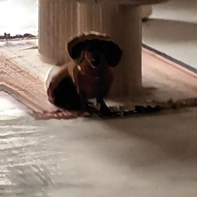 chienne reunited    Paris Unknown