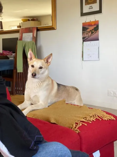 chienne reunited   81000 Albi Saya