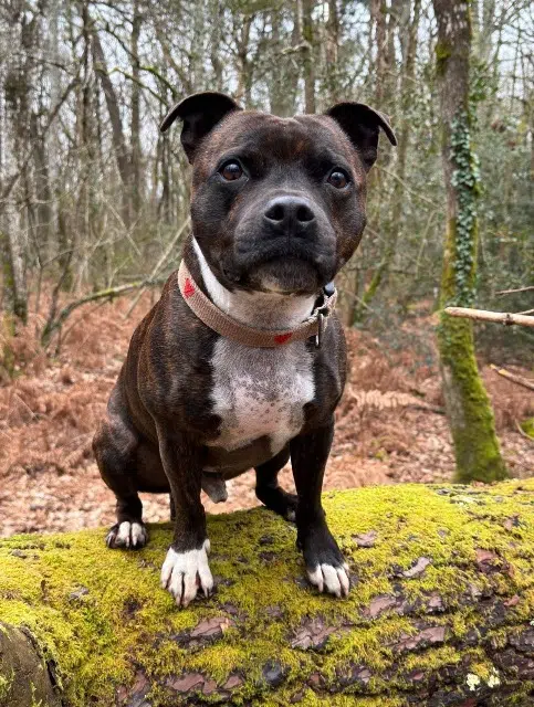 chien reunited   44130 Blain Nibbler