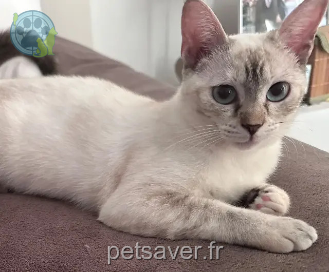 gatta trovata 40180 Tercis-les-Bains MALU gatta found 40180 Tercis-les-Bains MALU