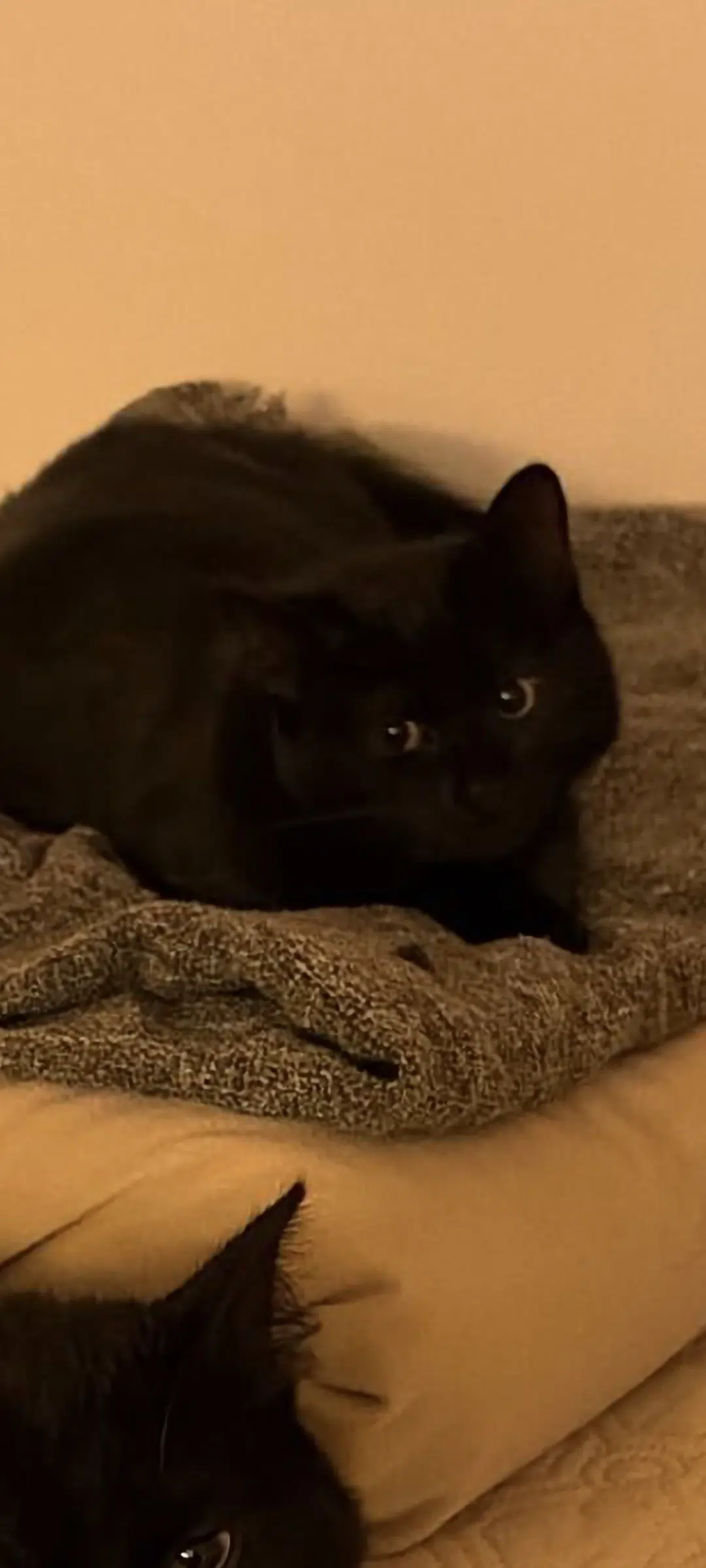 chatte found   94270 Le Kremlin-Bicêtre Minnie