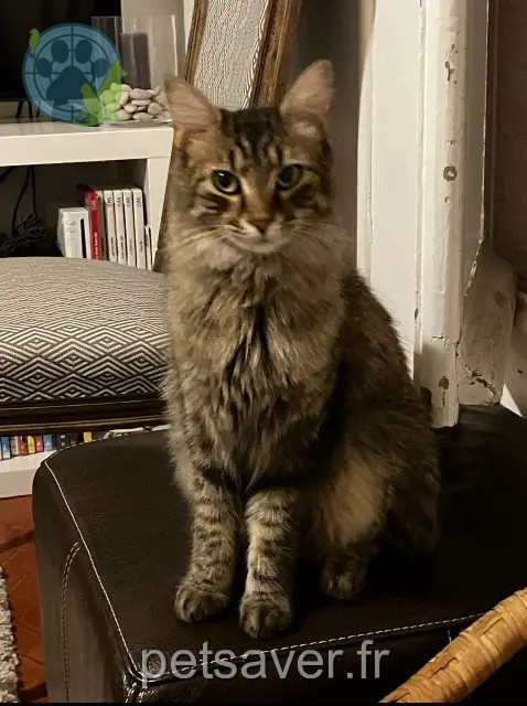 Katze vermisst Antibes Mitchi Katze lost Antibes Mitchi