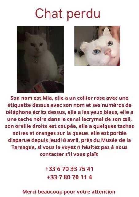 chatte lost   13150 Tarascon Mia