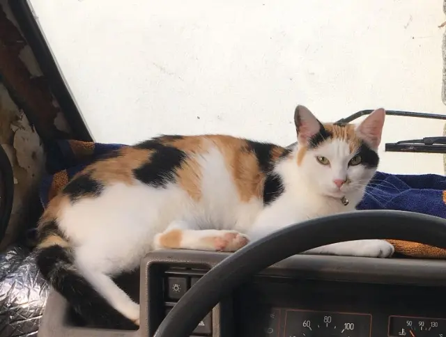chatte lost   29170 Pleuven Sasa