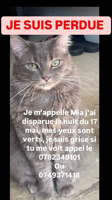 chatte lost    Montpellier Mía