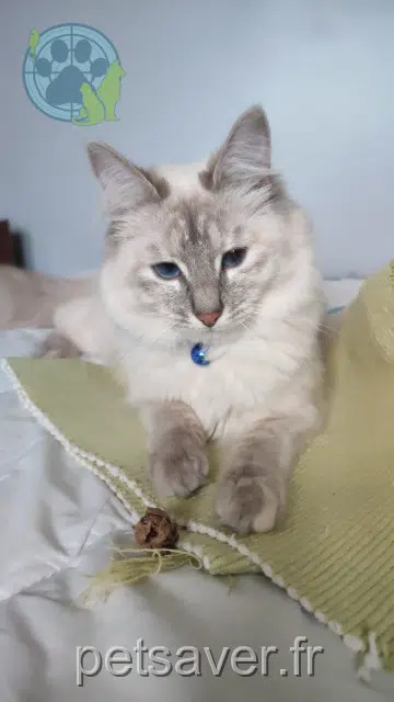 chatte lost   40460 Sanguinet Luna