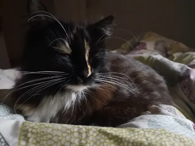chatte lost   46150 Crayssac Aya