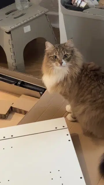 chatte lost   57140 Saulny Nami