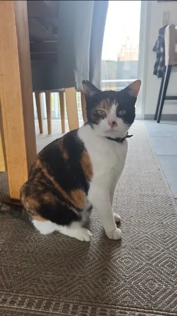 chatte lost   62137 Coulogne Mimi