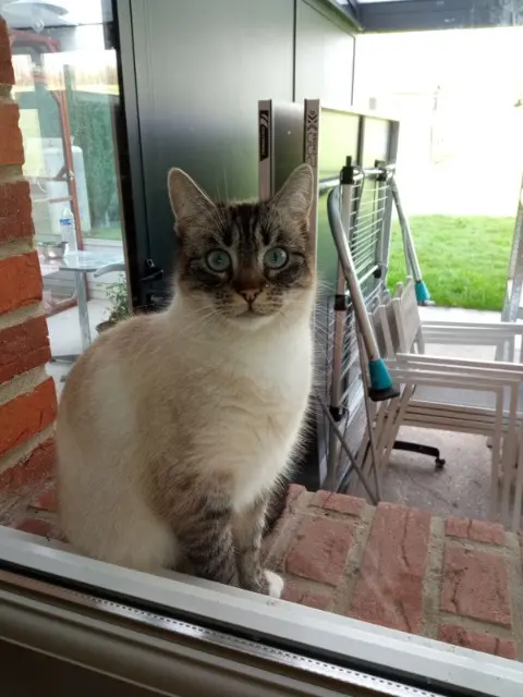 chatte lost   62129 Thérouanne Naya