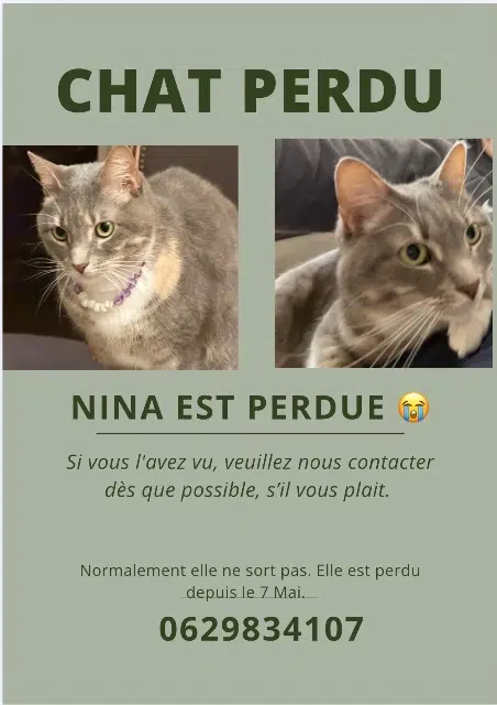 chatte lost   62170 Montreuil-sur-Mer Nina