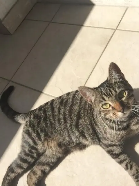 chatte lost   64700 Hendaya Piatera