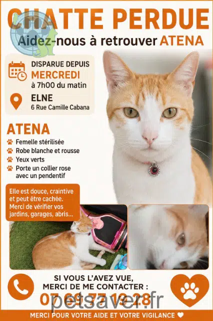chatte lost 66200 Elne Athena