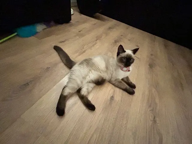 chatte lost    París Bianca