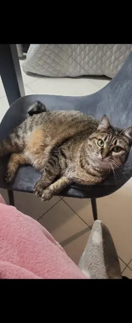 chatte lost   77410 Messy Mia