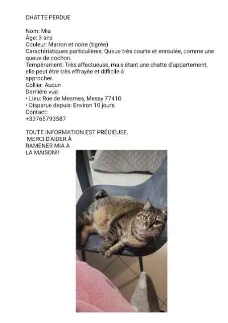 chatte lost   77410 Messy Mia