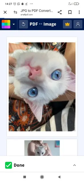 chatte lost   84700 Sorgues Zou