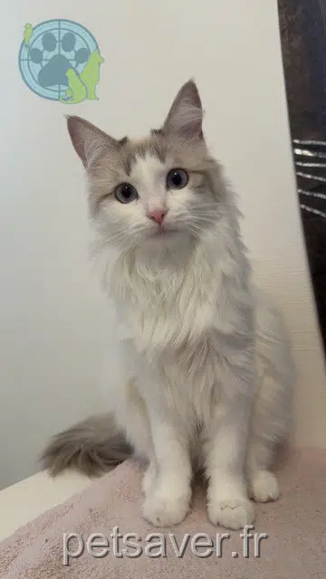 cat lost   95100 Argenteuil Chispas